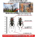 桜が次々と枯れる被害が座間に迫っていますのサムネイル