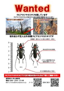 桜が次々と枯れる被害が座間に迫っていますのサムネイル